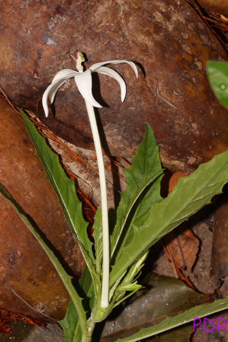 Hippobroma longiflora (L.) G.Don